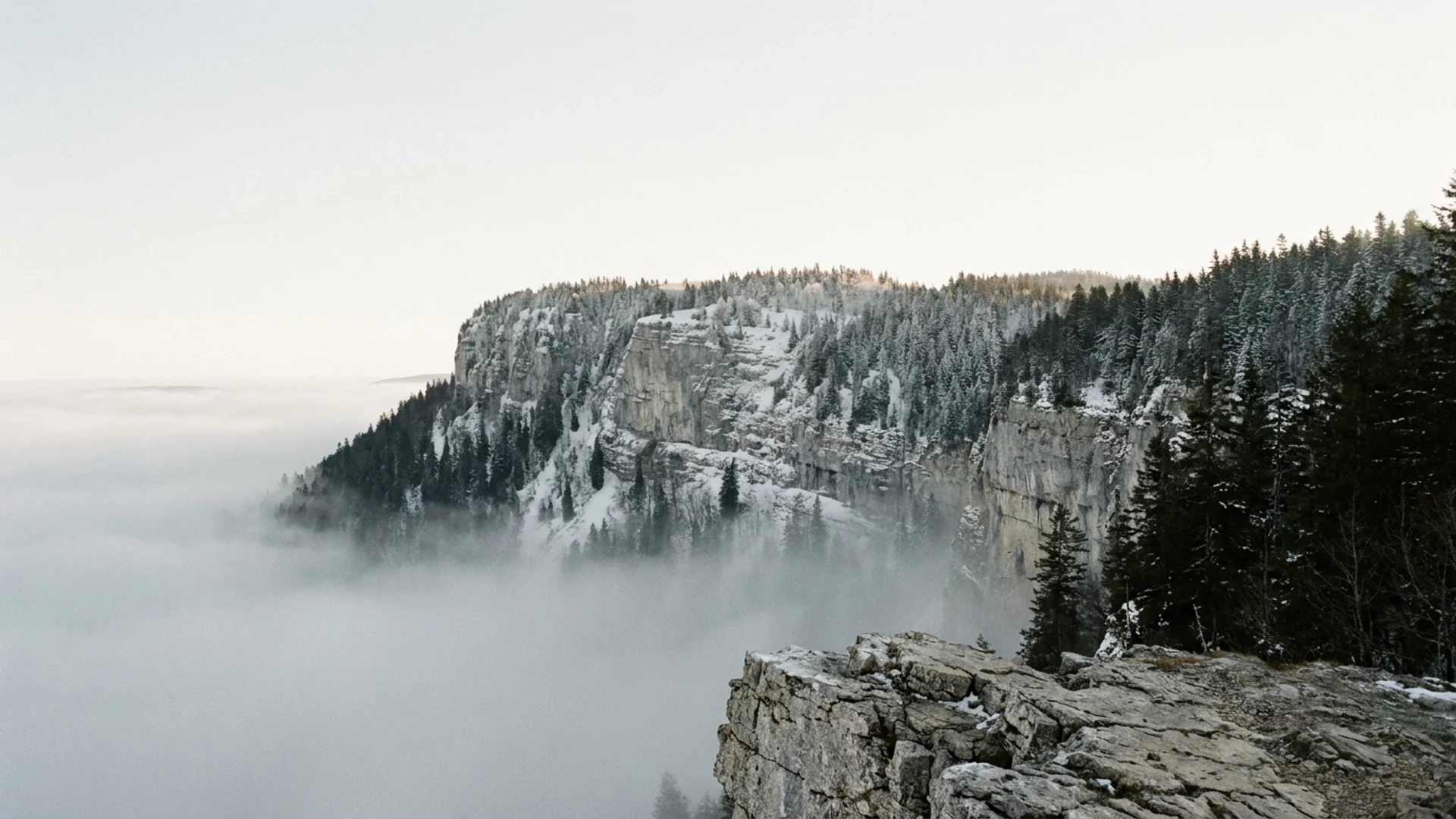 La corniche calcaire d'une reculée du Jura à l'aube, la forêt de sapins et la mer de brouillard au fond, en hiver.